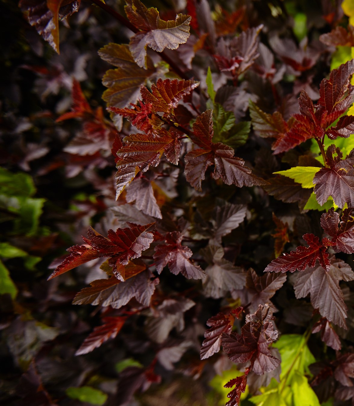 Пузыреплодник Красный Фото И Описание Кустарника – Telegraph